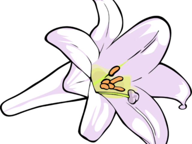 Easter Lily Clipart - Clip Art (640x480), Png Download