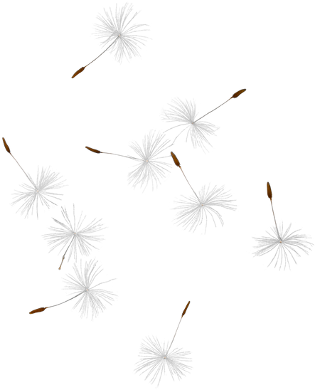 Dandelion Seed Png Picture Freeuse - Transparent Dandelion Seeds (450x550), Png Download