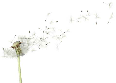 Dandelion Png Image With Transparent Background - Love Me Not By M. J. Arlidge (550x378), Png Download