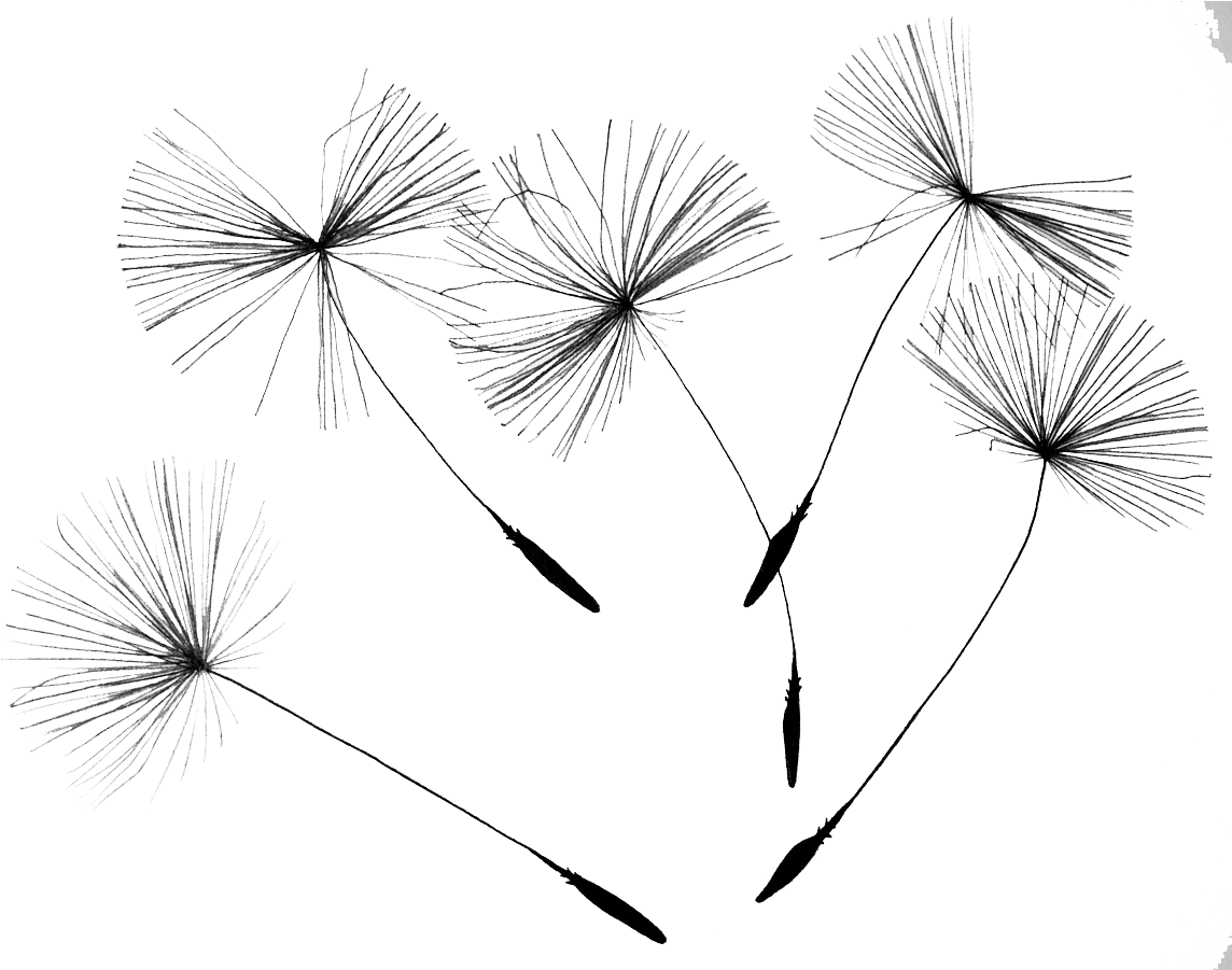 Svg Stock Common Dandelion Flower Seed Drift Transprent - Dandelion Png (1200x900), Png Download