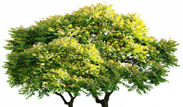 Arvore - Poster: Jenney's Spring Mimosa, 61x46in. (651x390), Png Download