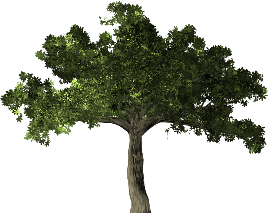 Arvore Png Planta - Transparent Background Fig Tree Png (907x720), Png Download