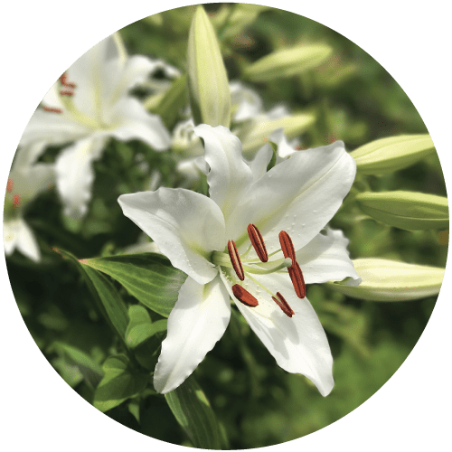 Easter Lilies - Lily (500x500), Png Download
