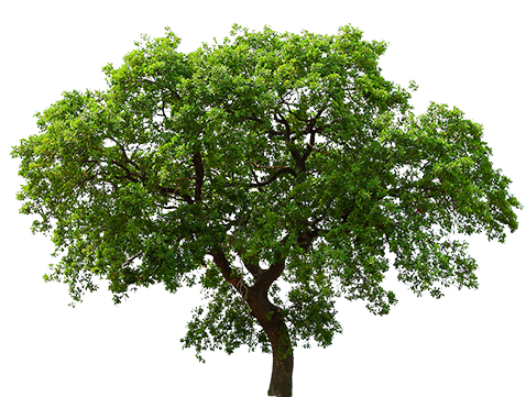 Arvore - Tree Png Transparente (478x361), Png Download