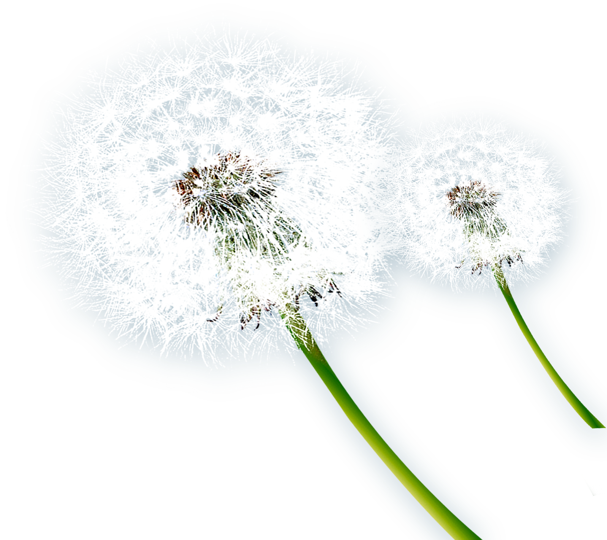 Music Notes Png For Free Download - Dandelion (2044x1967), Png Download