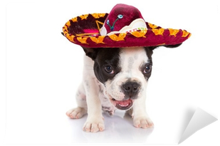 French Bulldog Puppy In Mexican Sombrero Over White - Puppy (400x400), Png Download