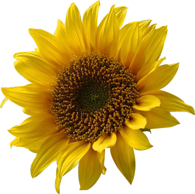 Quality High Resolution Png Images With A Transparent - Flowers With Transparent Backgrounds (400x398), Png Download