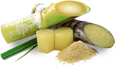 About Sugar Cane, Where You'll Learn About Its History, - Use Of Gibberellic Acid In Brewing (450x348), Png Download