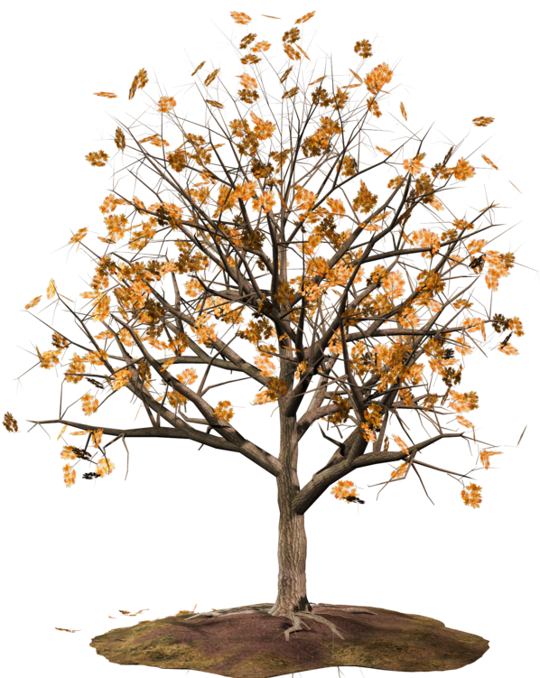 Curtido Curtir Compartilhar - Desenho De Uma Arvore Florida (671x768), Png Download