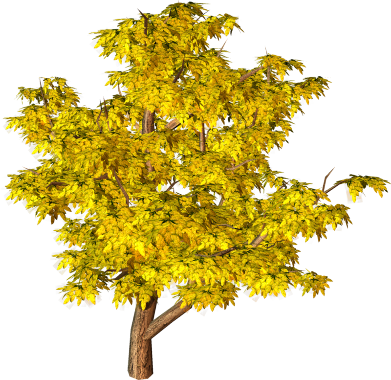 Clip-art Yellow Tree Png Image - Aerial View Trees Images For Renderings (800x777), Png Download
