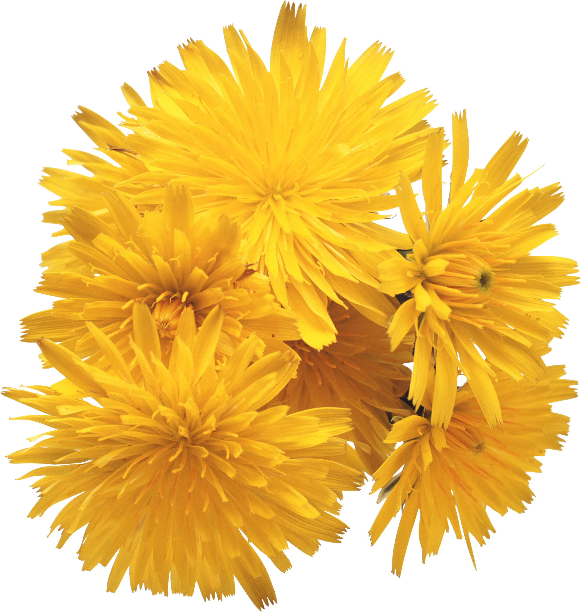 Dandelion Png - Ray Conniff - Love Songs (1954x2057), Png Download