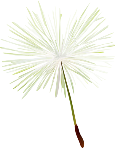 Dandelions - Saw Palmetto (388x500), Png Download