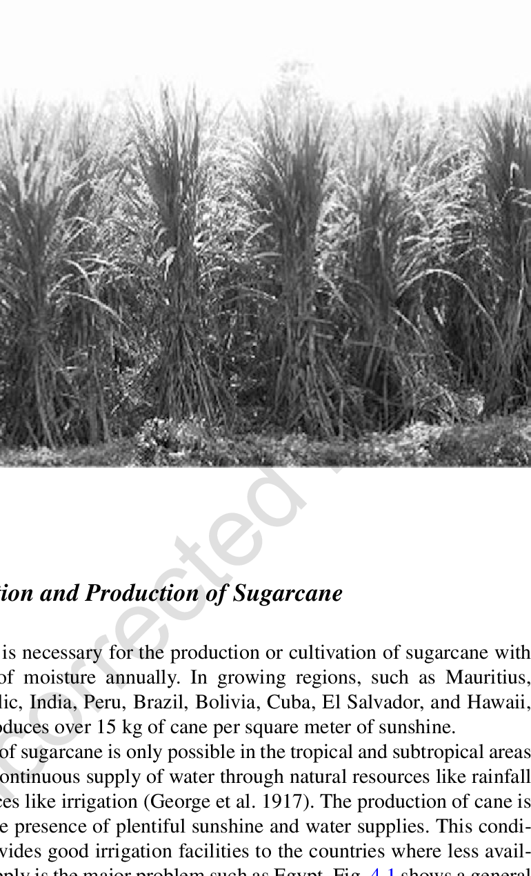 Sugar Cane - Fiber Crop (770x1270), Png Download