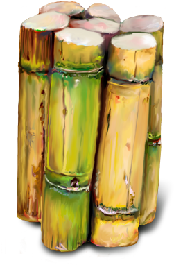 Bunch Of Sugar Canes - Sugarcane Hd Png (500x437), Png Download