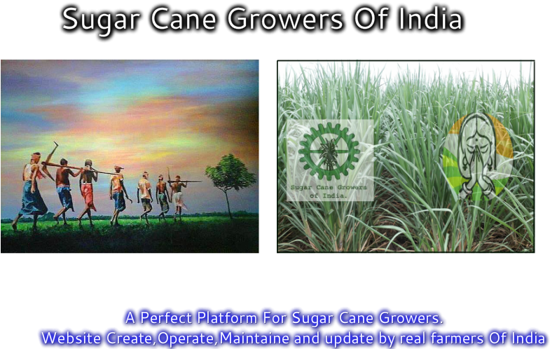 Sugarcane (799x503), Png Download