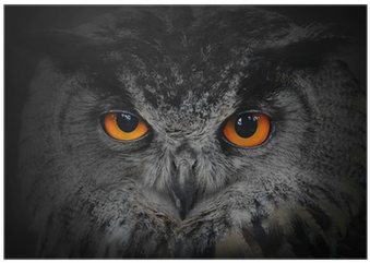 The Evil Eyes - Spirit Animal Quiz: Find Your Spirit Animal! [book] (400x400), Png Download