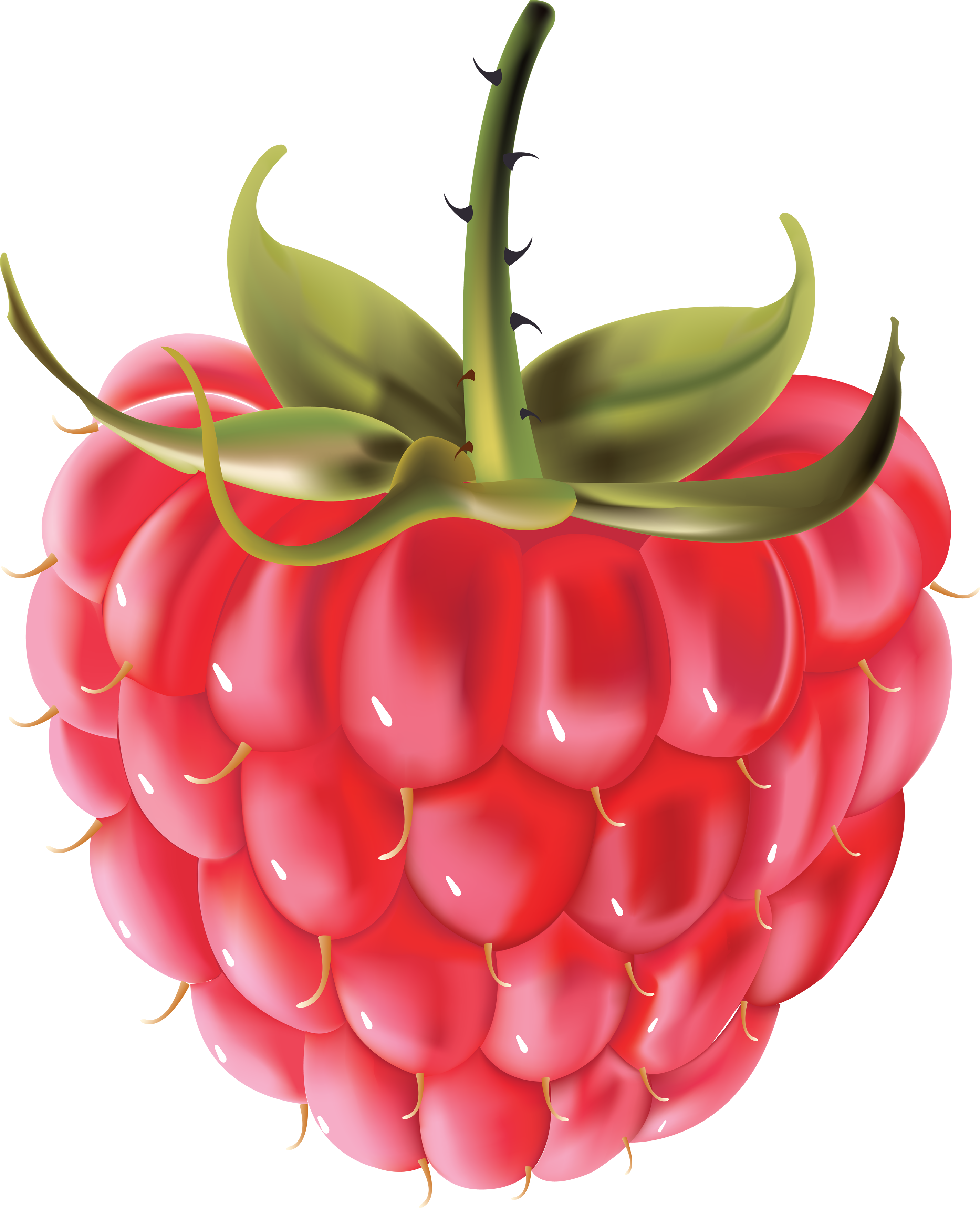 Rraspberry Png Image (2846x3507), Png Download
