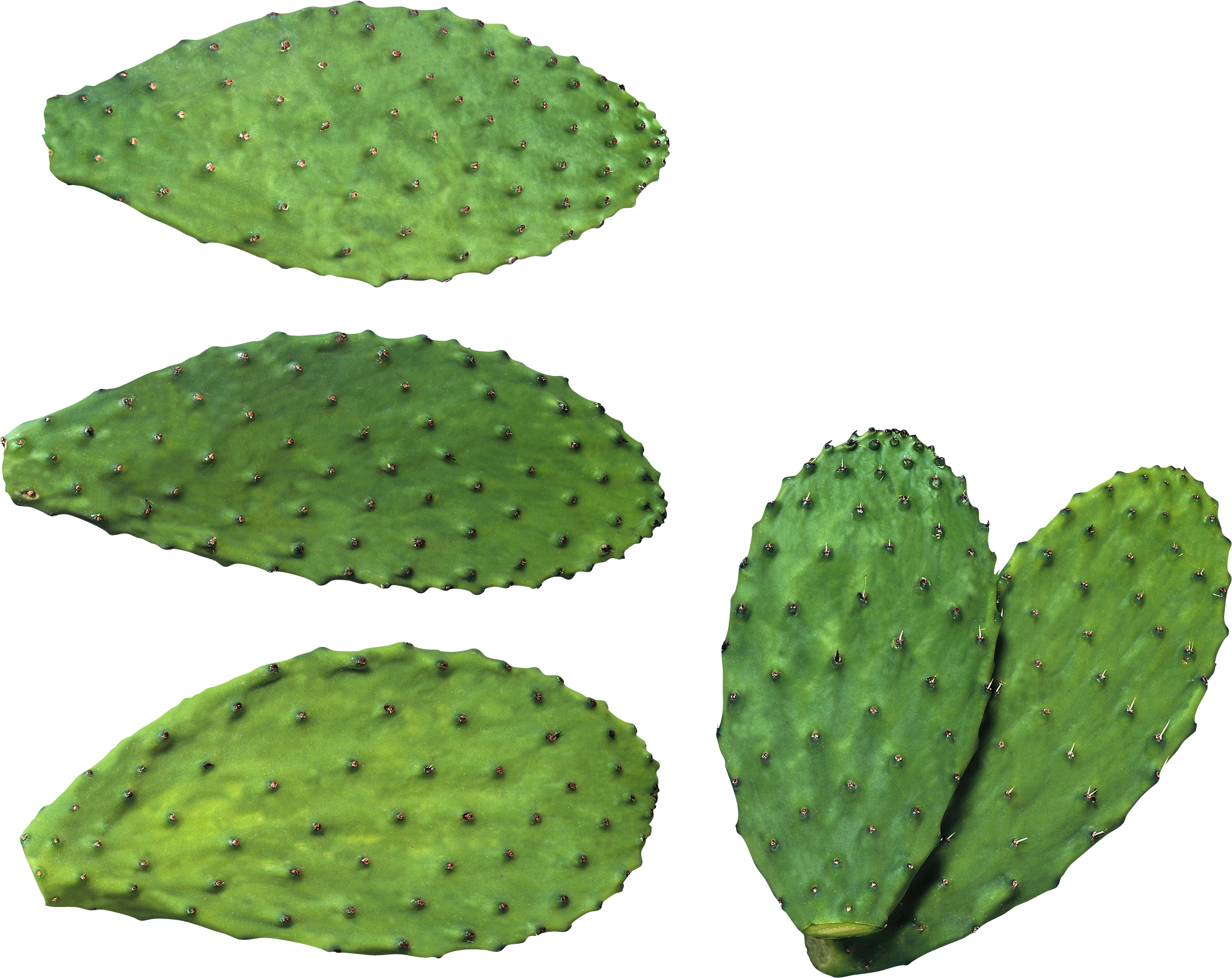 สาร สกัด จาก กระบองเพชร (2196x1743), Png Download