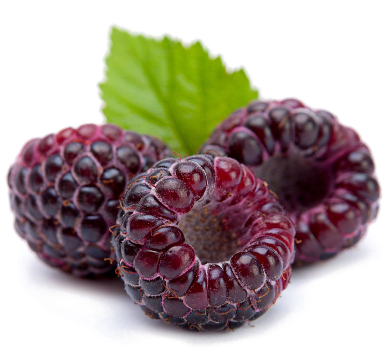 Raspberry Png Image Background - Black Raspberry (2048x1433), Png Download