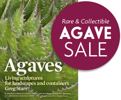 Agaves Living Sculptures For Landscapes And Containers - Agaves: Living Sculptures For Landscapes And Containers (387x319), Png Download