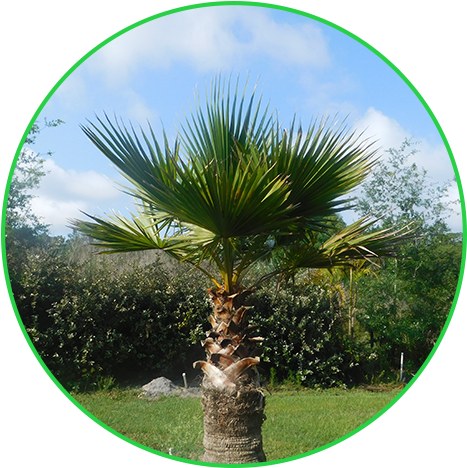 Palm Trees - Borassus Flabellifer (500x500), Png Download