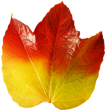 Colorful Autumn Leaf Of Vine - Autumn (341x372), Png Download