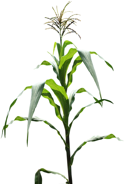 Framed Art For Your Wall Maize Field Corn Field Frame - Gmo (499x720), Png Download
