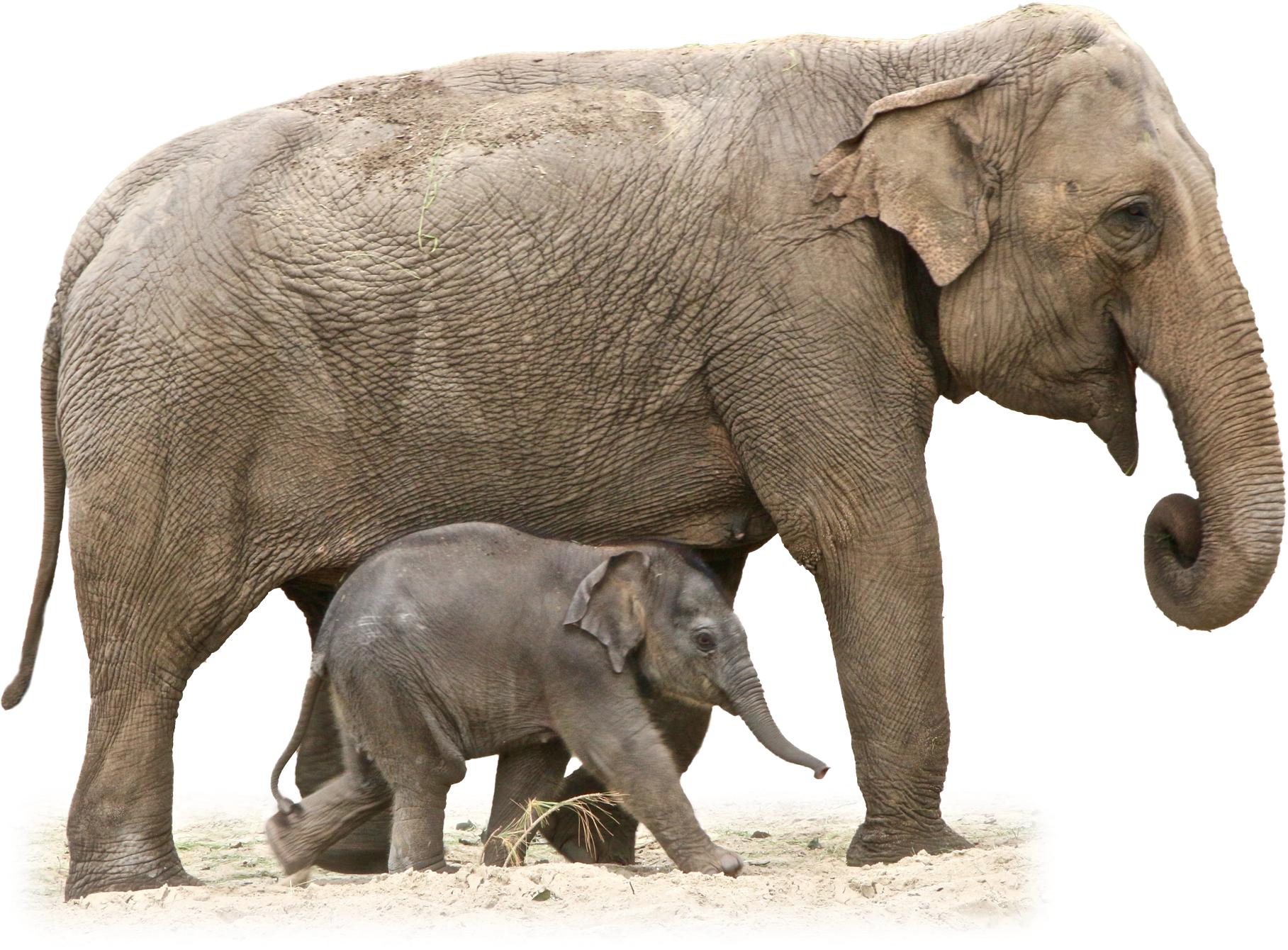 Download Elephant Png - Elephant Transparent PNG Image with No Background -  