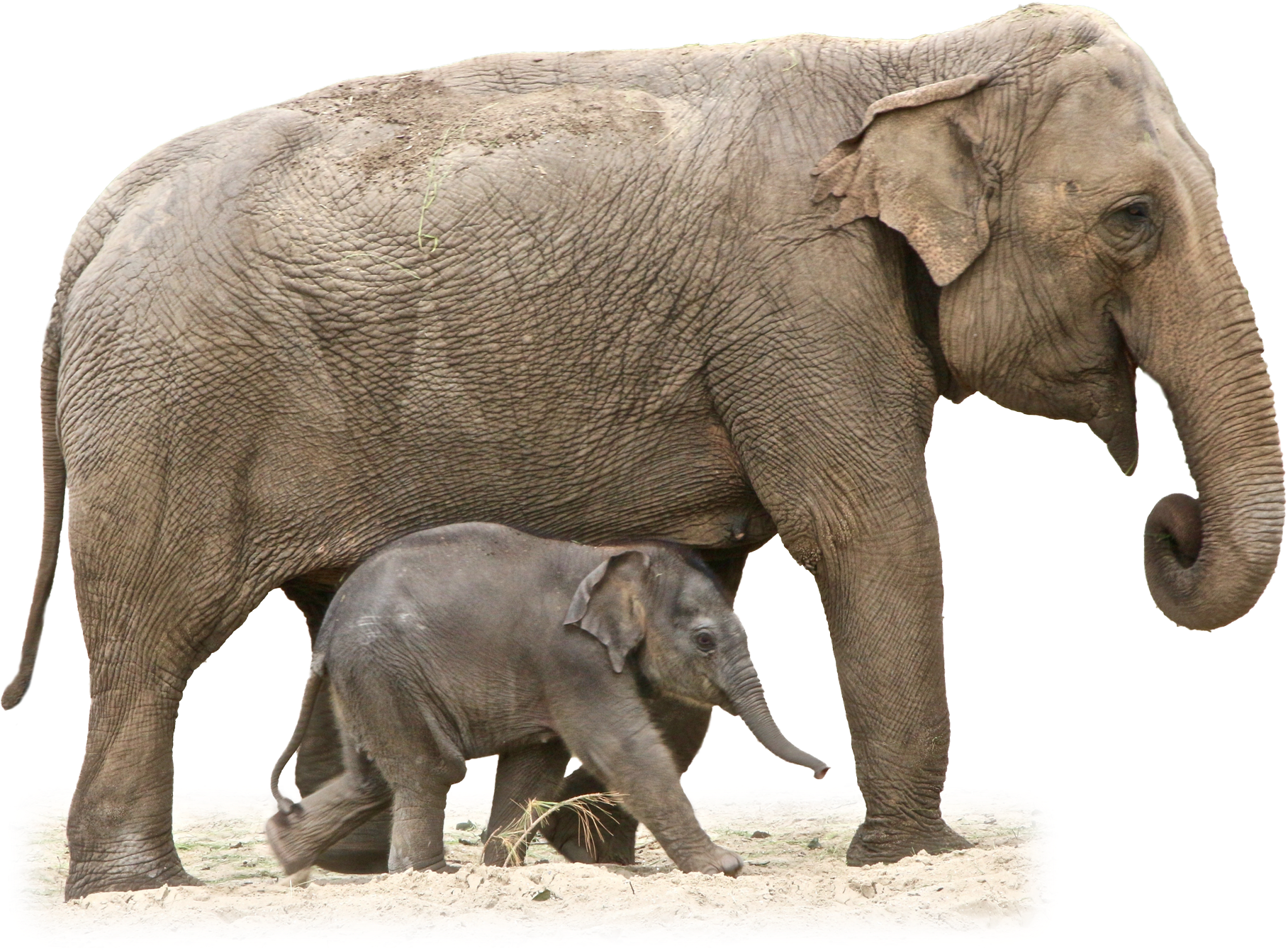 Elephant Png - Elephant Transparent (2000x1419), Png Download