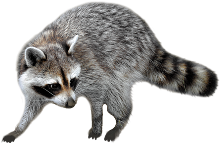 Raccoon Png - Raccoon Png Transparent (680x300), Png Download