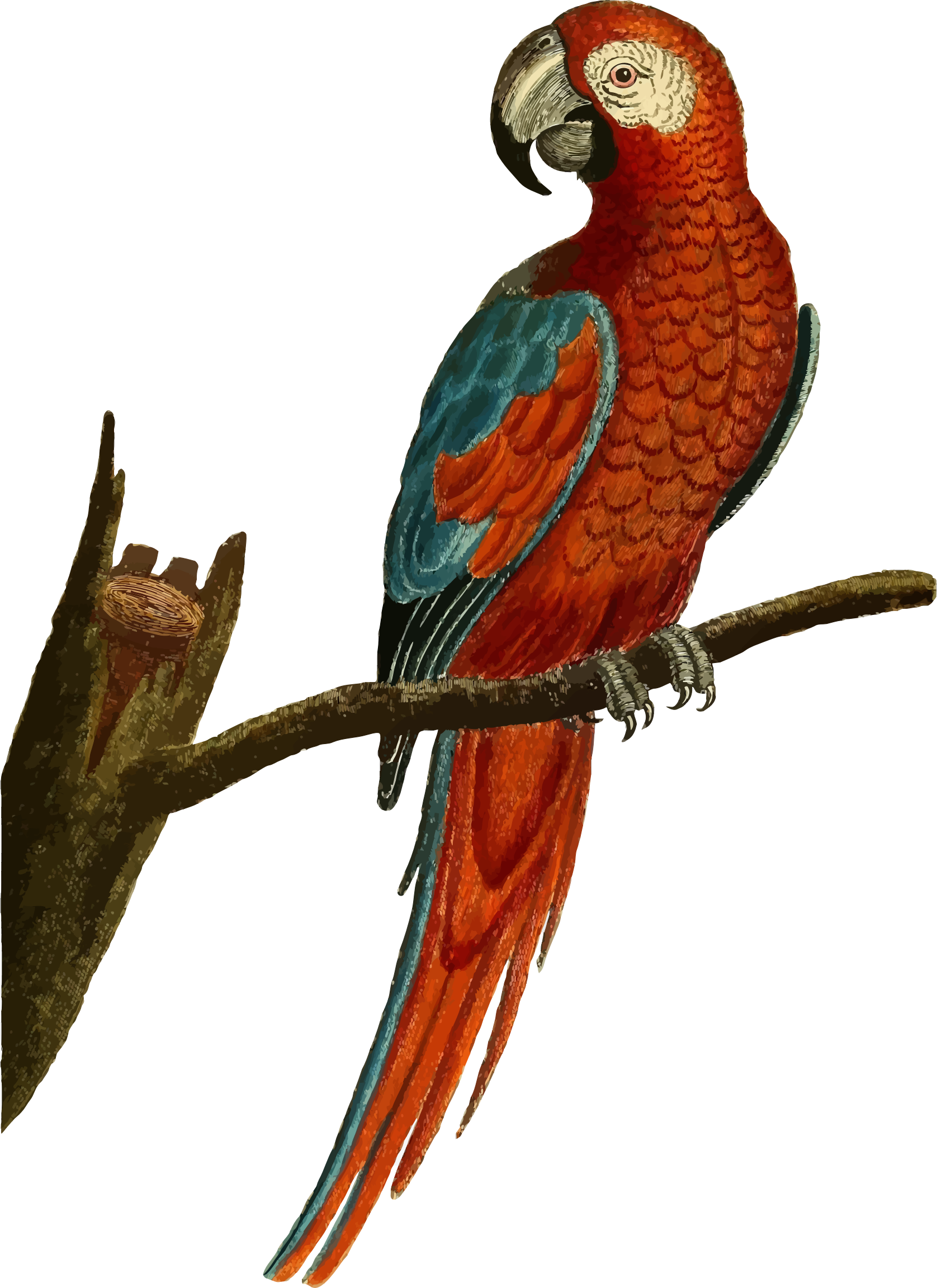 Parrot Illustration (1676x2304), Png Download