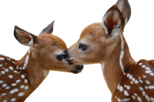 Deer Png Image - Biljke I Životinje U Proljeće (500x332), Png Download