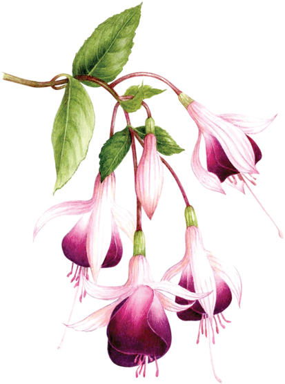 Fuchsias - Tattly (690x690), Png Download