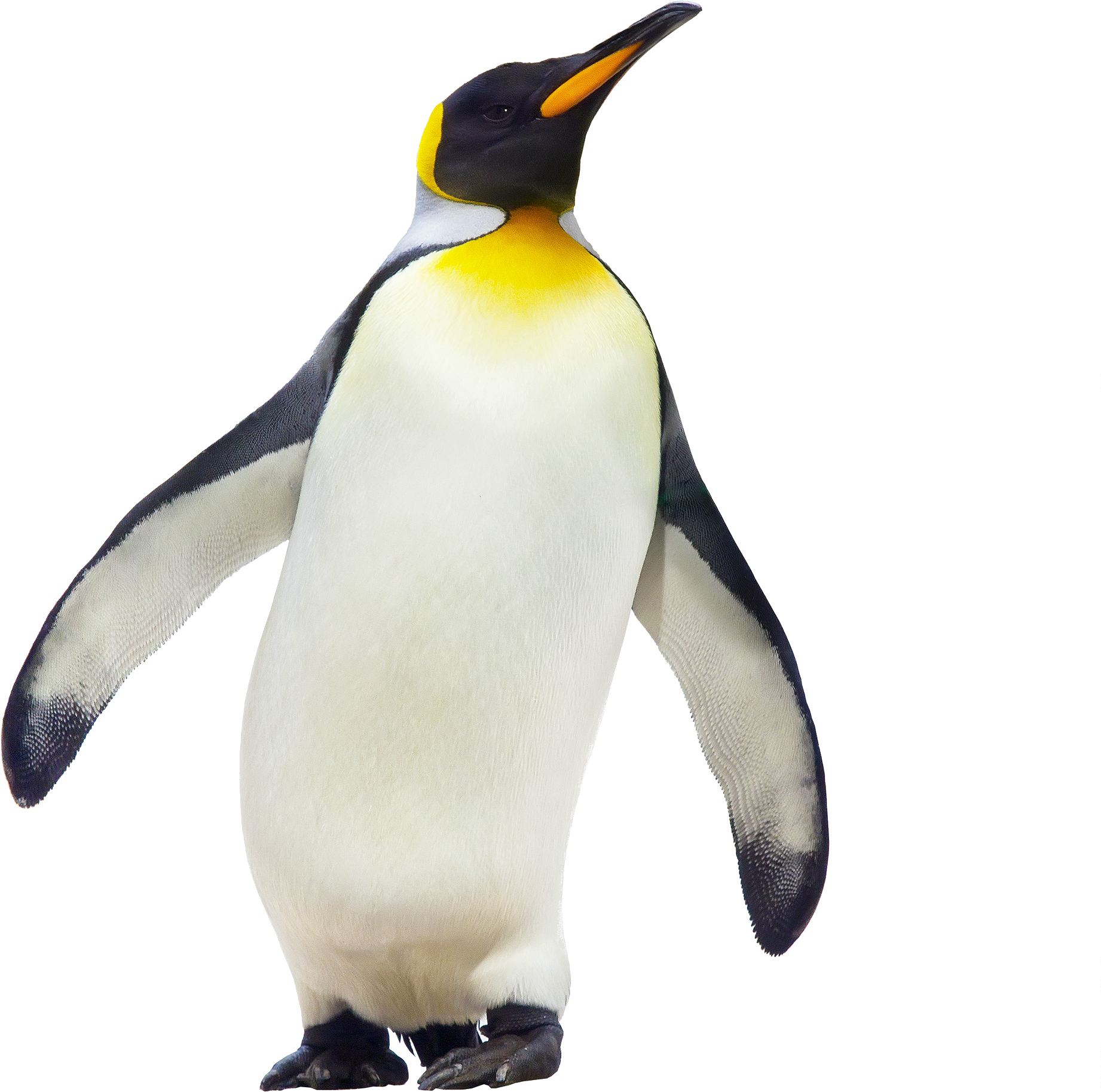 Penguin Walking Png Image - Emperor Penguin (2000x2500), Png Download