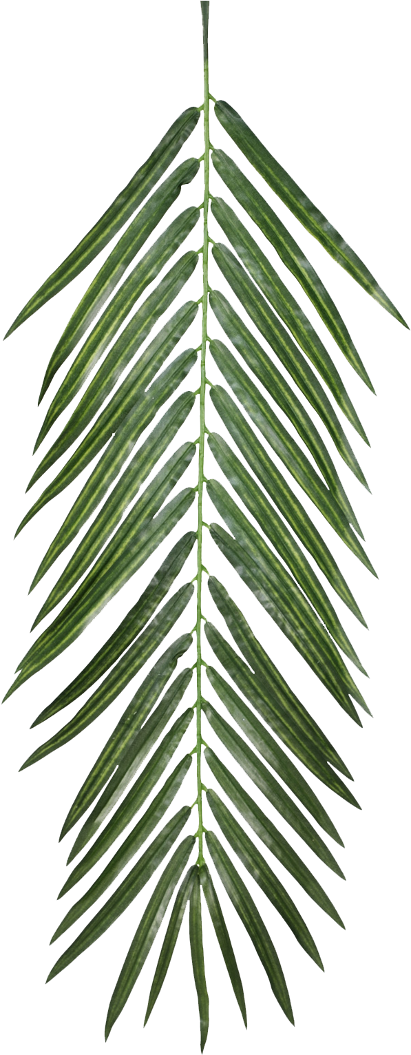 Palm Leaves, Qe > - Aesthetic Pngs For Edits (1260x1532), Png Download