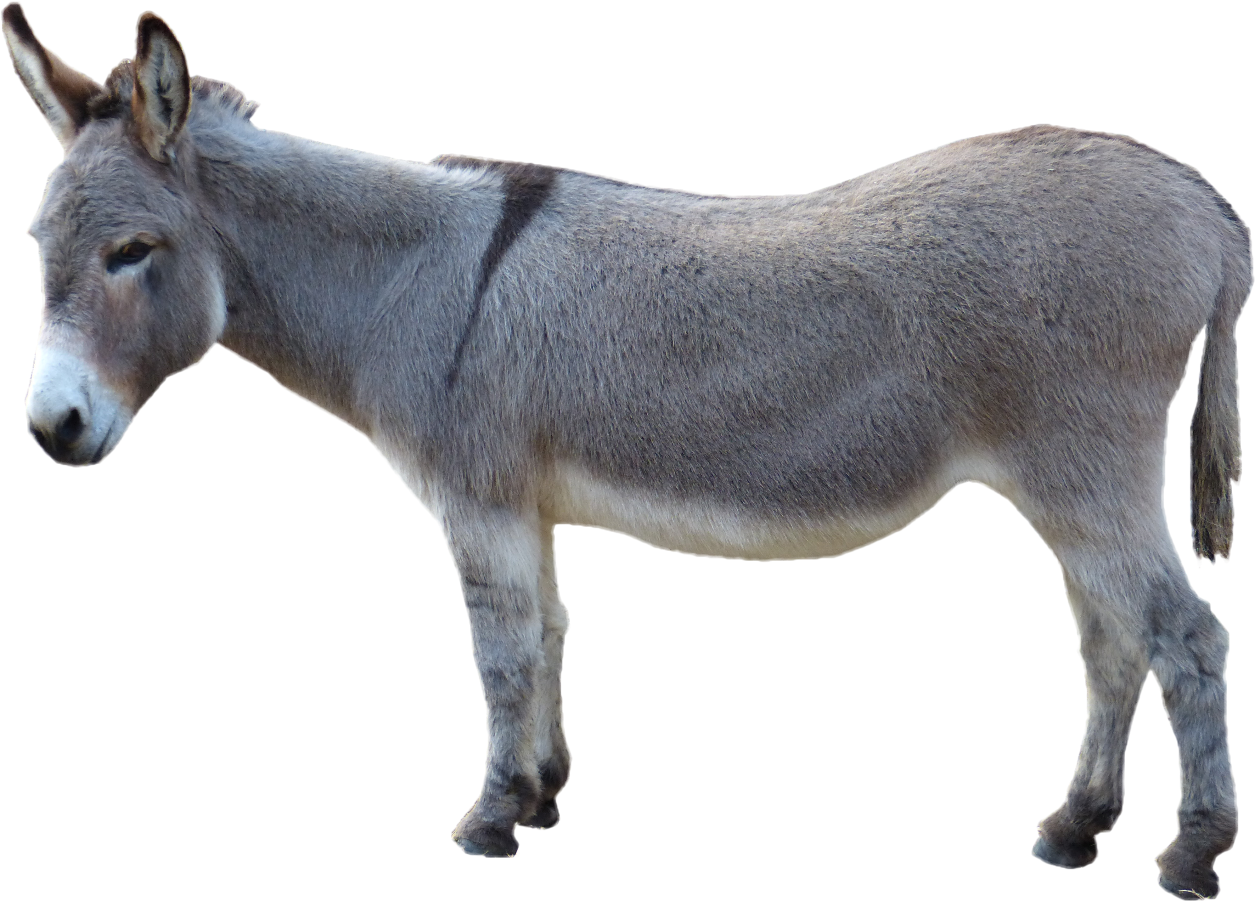 Grey Donkey Standing Png Image - Donkey Png (4559x3270), Png Download