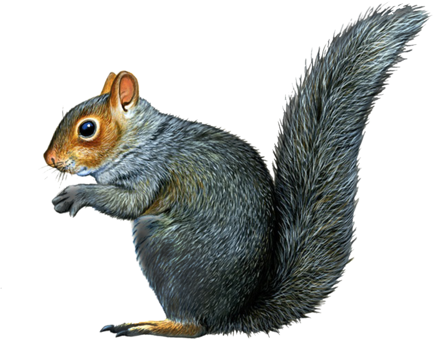 Fox Squirrel, Squirrels, Squirrel Illustration, Chipmunks, - Eastern Grey Squirrel Png (1024x746), Png Download