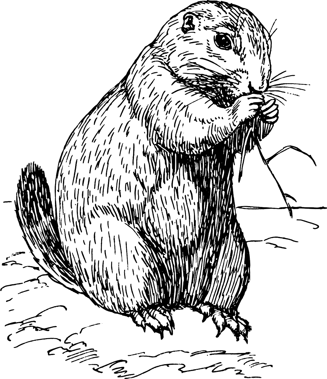 Free - Perro De La Pradera Dibujo (1106x1280), Png Download