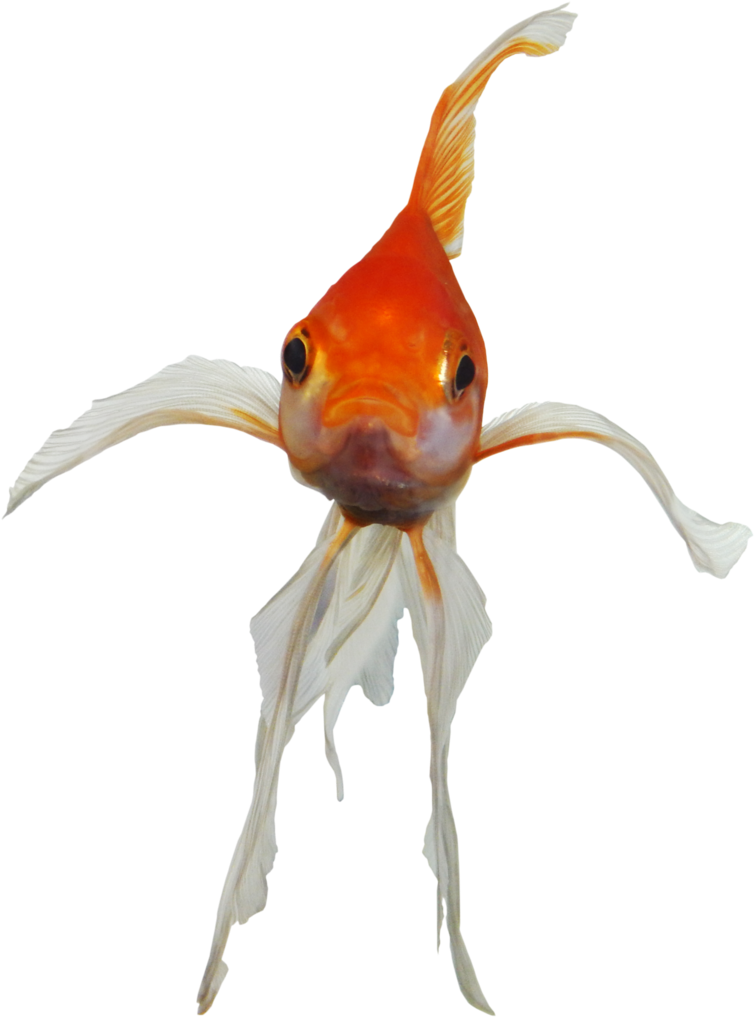 Pin By Joshua Simmonds On Stock Images - Png Goldfish (774x1032), Png Download