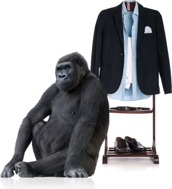 Download Png Image Report - Gorilla White Background (600x658), Png Download