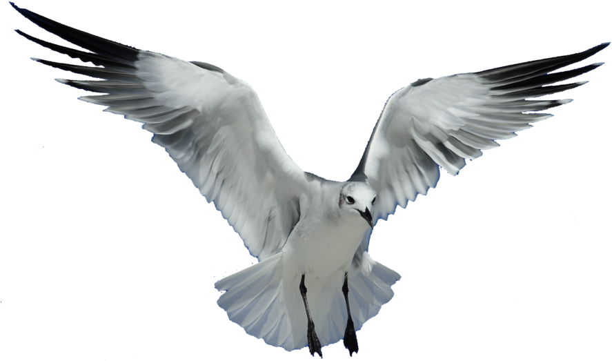 Download Png Image Report - Seagull Transparent (900x556), Png Download