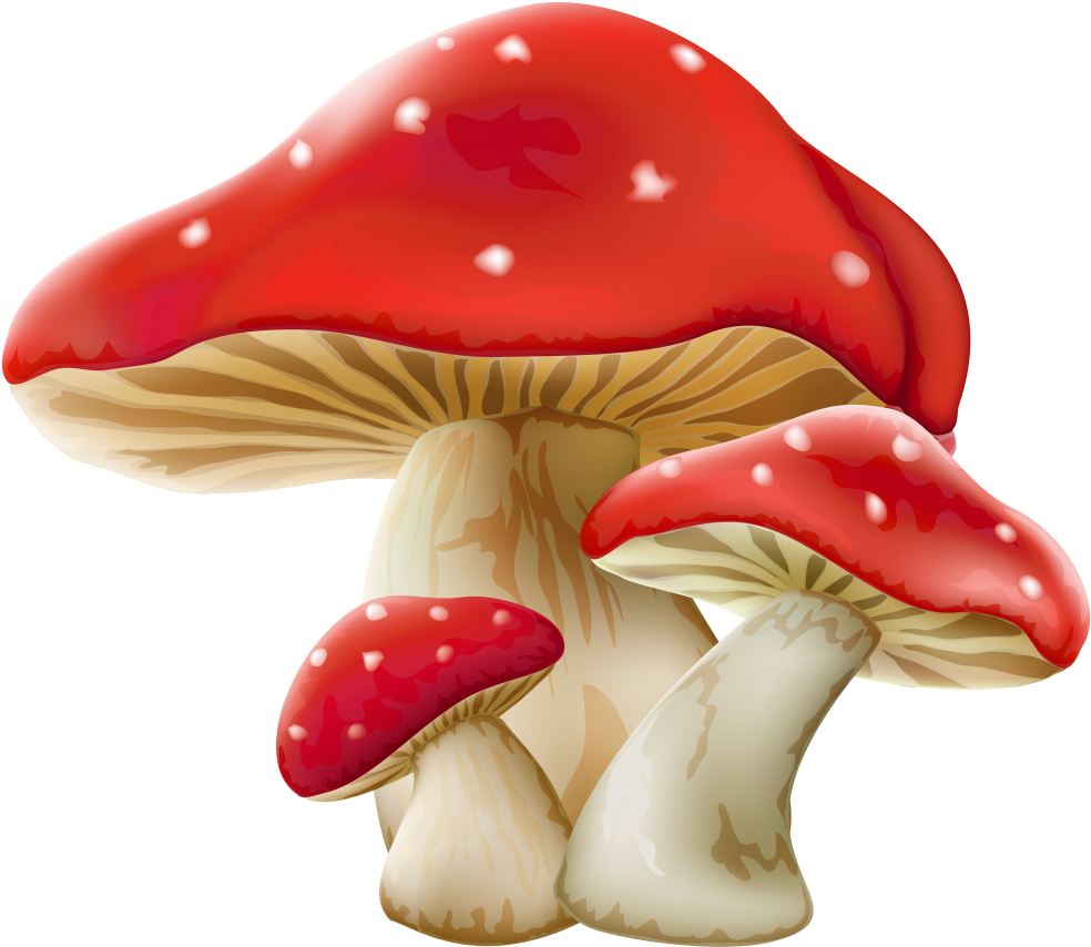Mushroom Png Picture - Mushroom Png Transparent Background (1024x908), Png Download