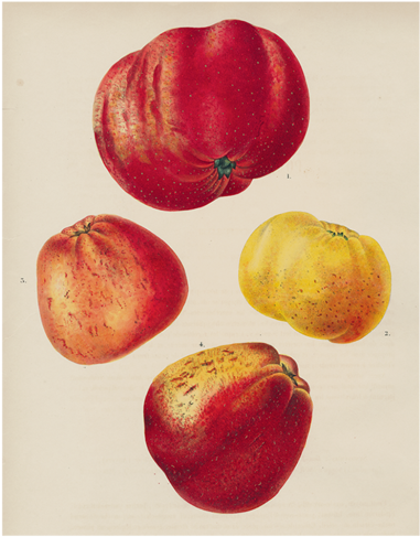 Apples - Apple (500x500), Png Download