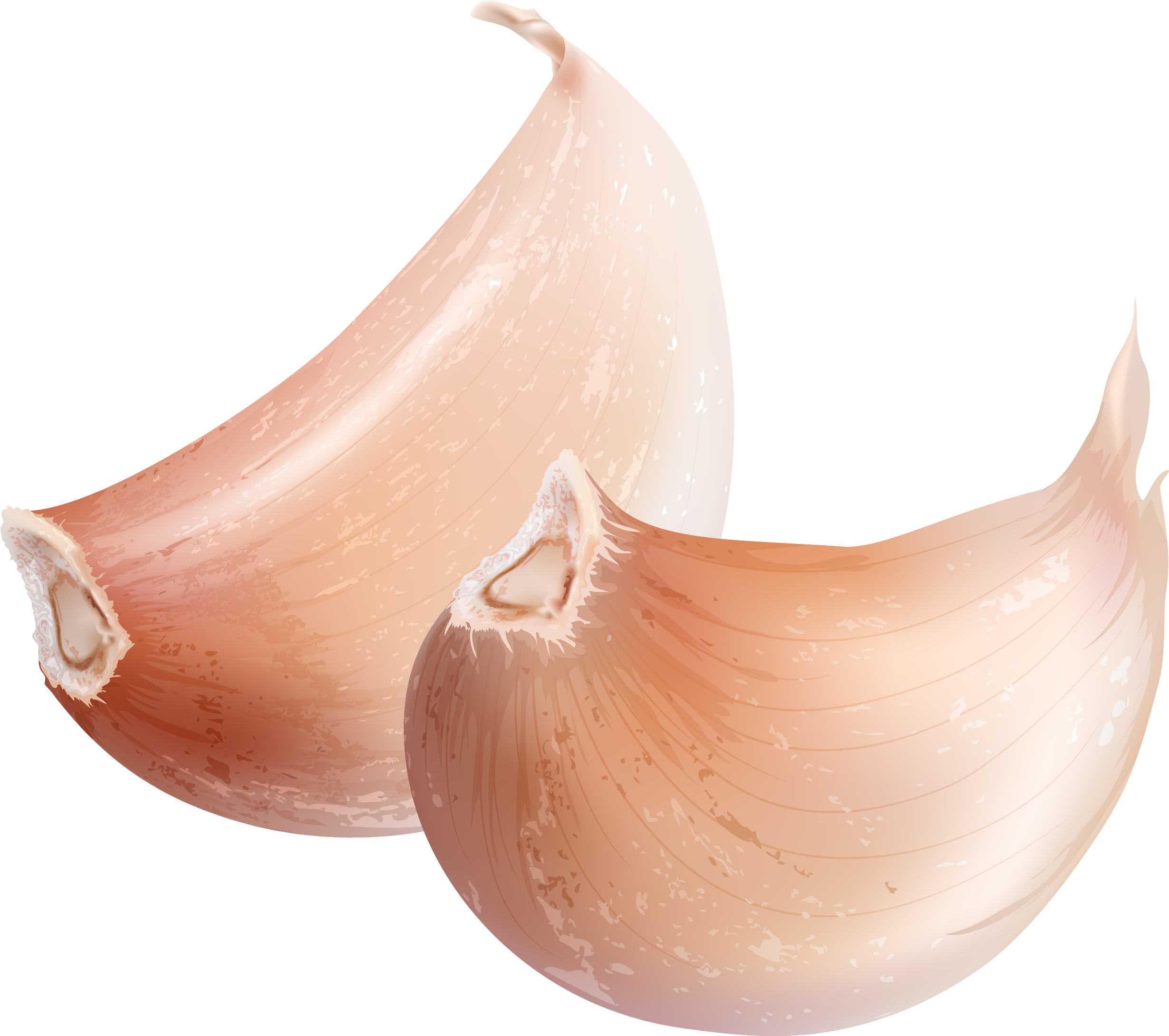 Vector Transparent Download Garlic Watercolor Painting - Garlic (2501x2181), Png Download