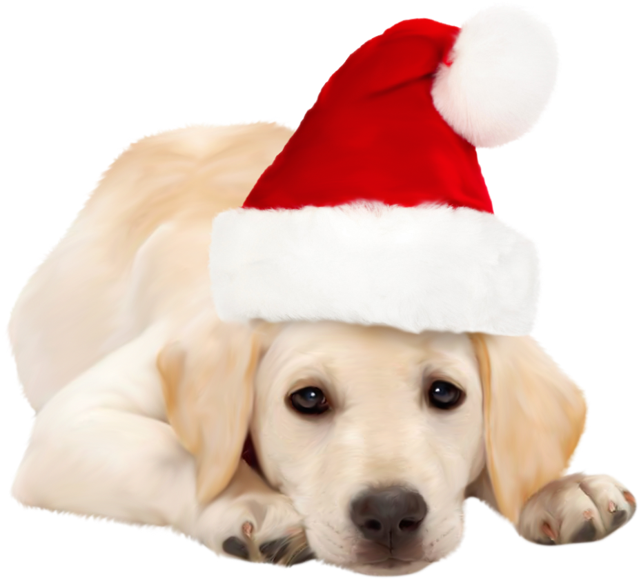 Dog With Santa Hat Png Clipart - Golden Retriever Red Bow (943x856), Png Download