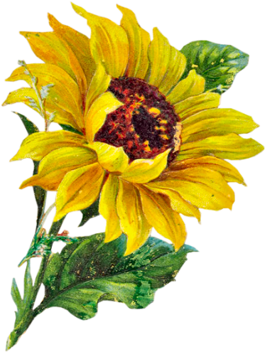 Febrero - Sunflower Clipart (390x508), Png Download