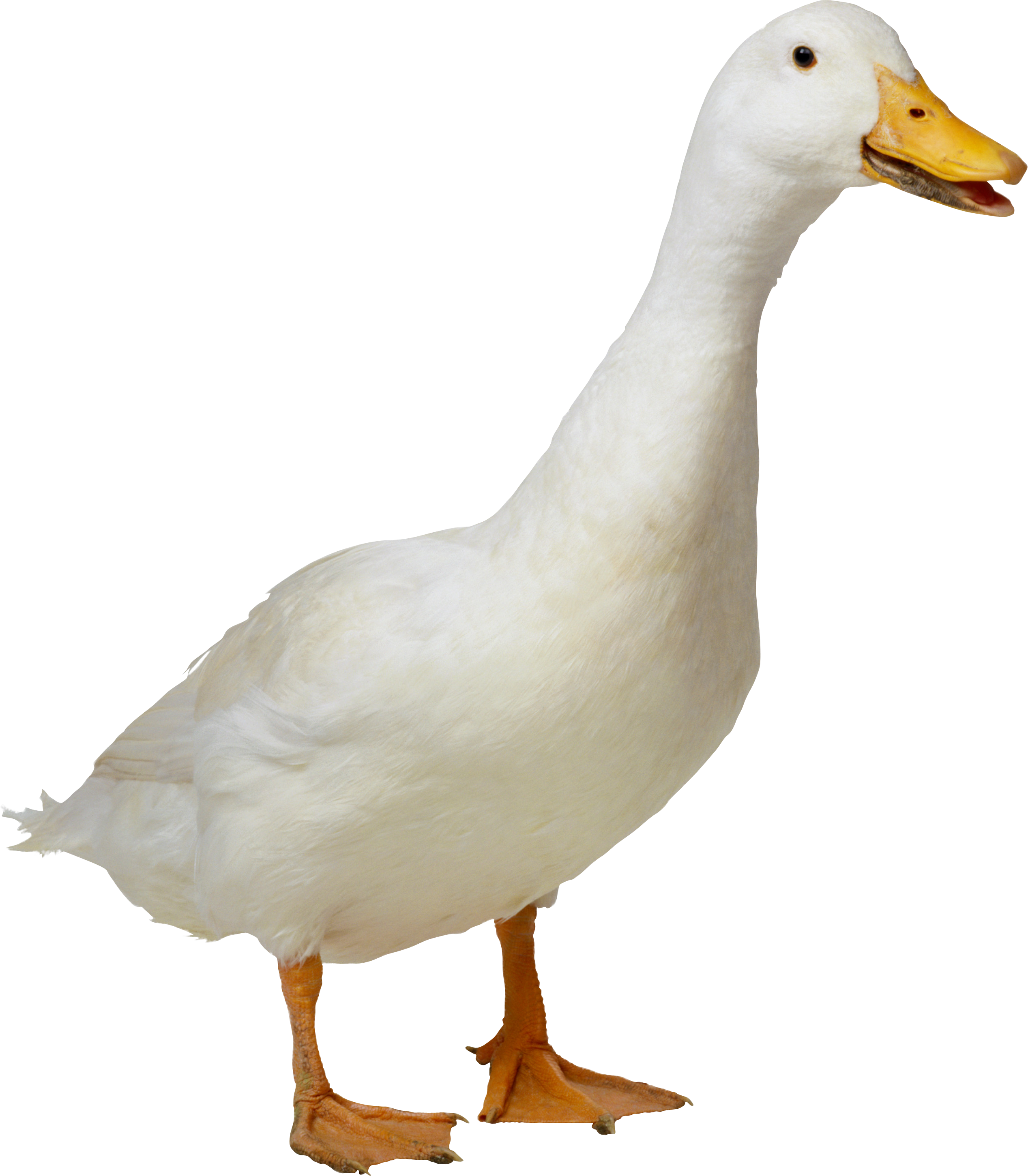 Duck Hd Png Transparent Duck Hd - Duck Png (2535x2901), Png Download