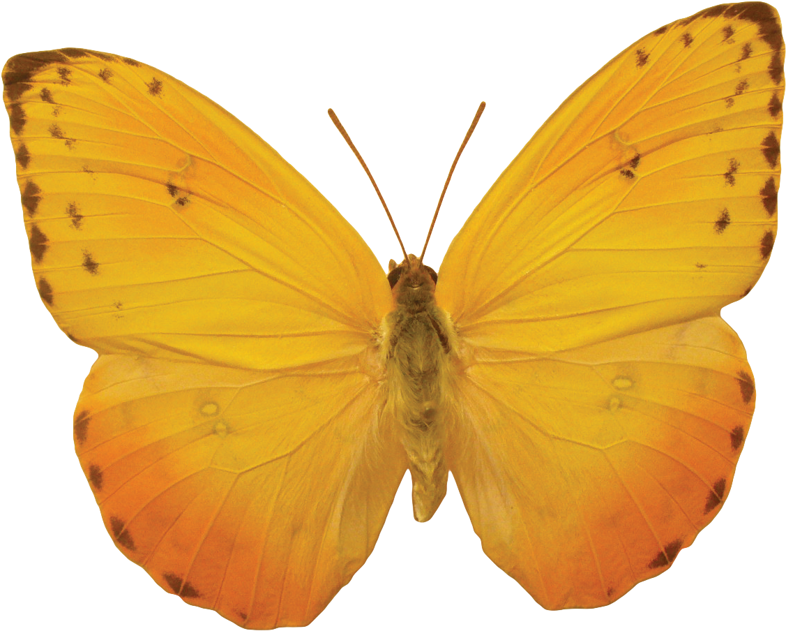 Butterflies Png - Mariposas Anaranjadas (1152x924), Png Download