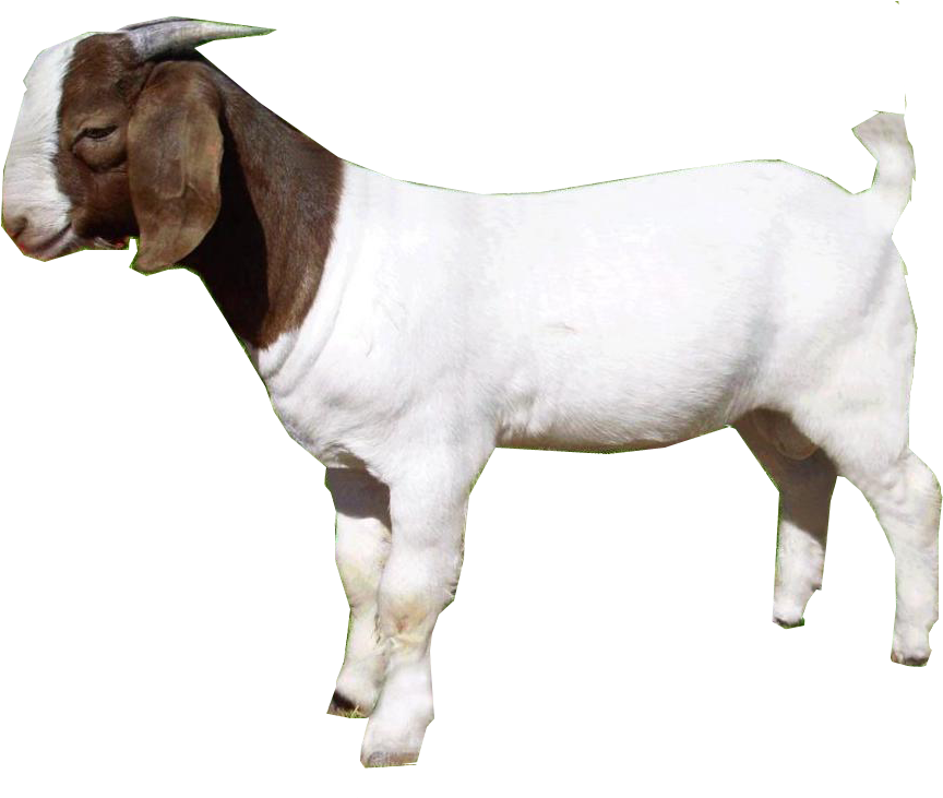 Download Amazing High-quality Latest Png Images Transparent - Goat Png (1024x730), Png Download