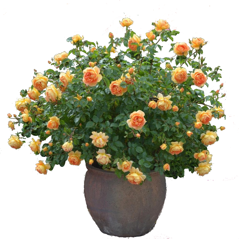 Rose Cutout Plant Png - Plant Flower Cutout Png (818x818), Png Download